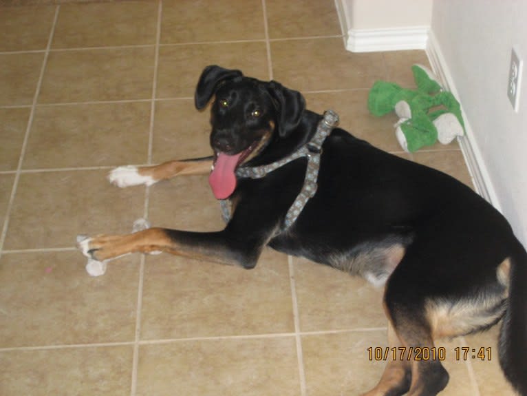 Brodie, a German Shepherd Dog and Dalmatian mix tested with EmbarkVet.com