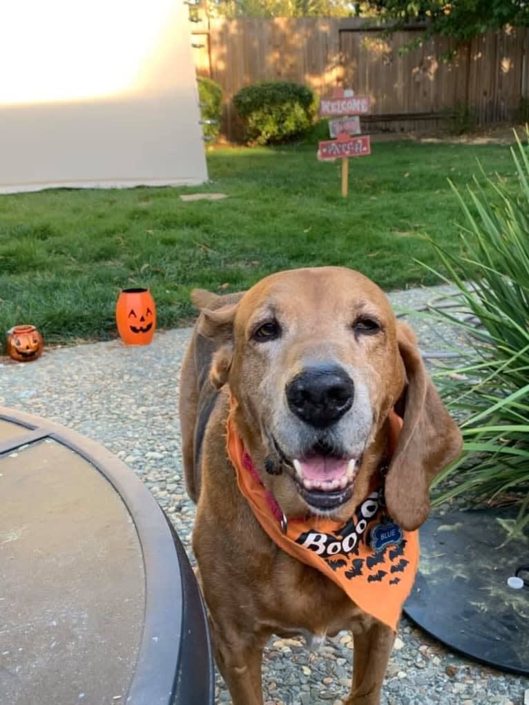 Old Boi, a Treeing Walker Coonhound tested with EmbarkVet.com