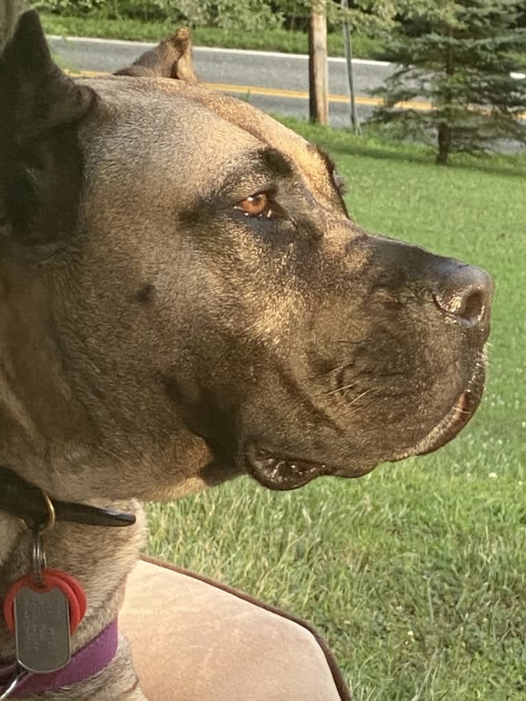 zerah, a Perro de Presa Canario tested with EmbarkVet.com