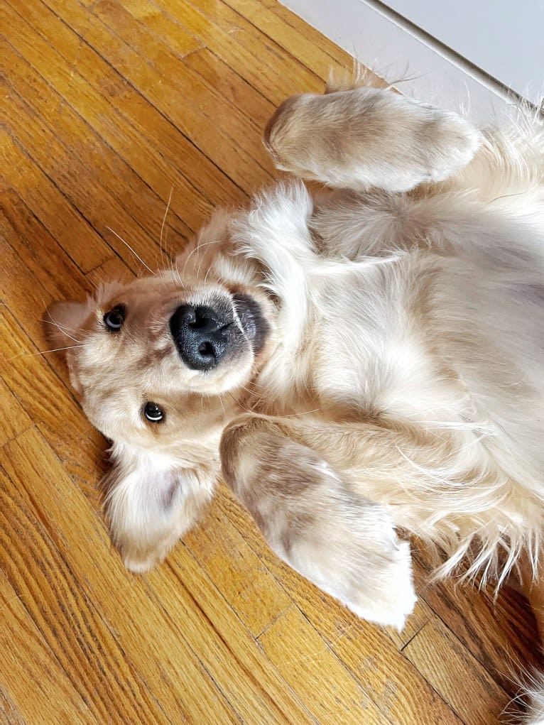 Alita, a Golden Retriever tested with EmbarkVet.com