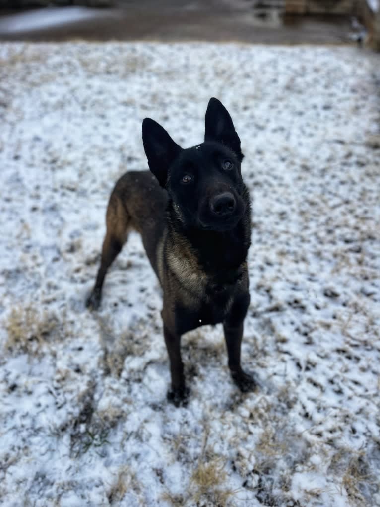 Havoc, a Belgian Shepherd tested with EmbarkVet.com