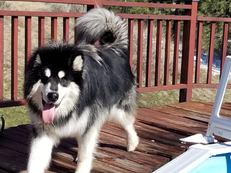 Kalu, an Alaskan Malamute tested with EmbarkVet.com