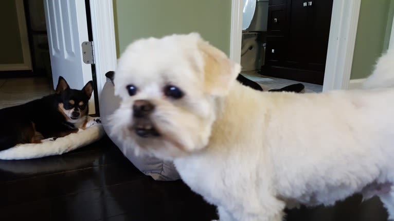 Reginald Wilson "Reggie", a Maltese and Pekingese mix tested with EmbarkVet.com