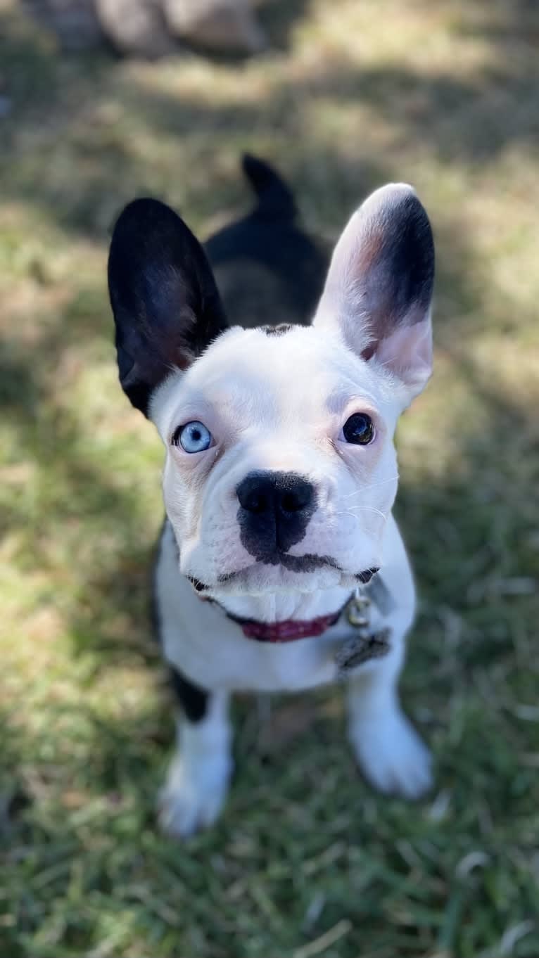 Luna, a French Bulldog and Boston Terrier mix tested with EmbarkVet.com