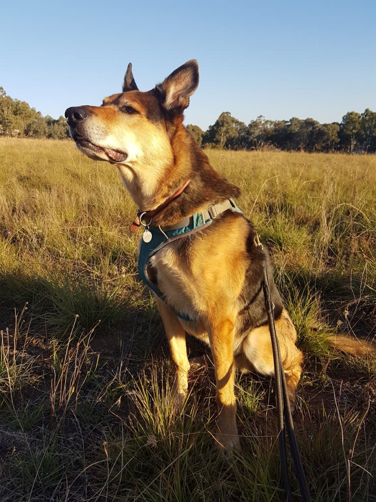 Rohan, an Australian Kelpie and German Shepherd Dog mix tested with EmbarkVet.com