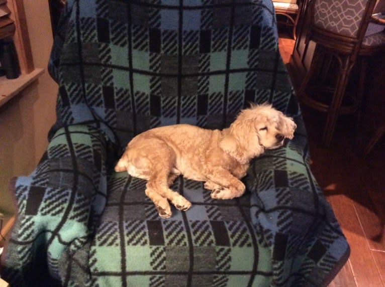 Joey, a Cocker Spaniel tested with EmbarkVet.com