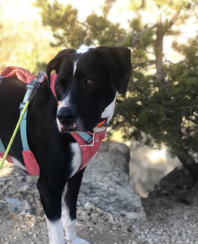 Dutch, an American Pit Bull Terrier and Australian Shepherd mix tested with EmbarkVet.com