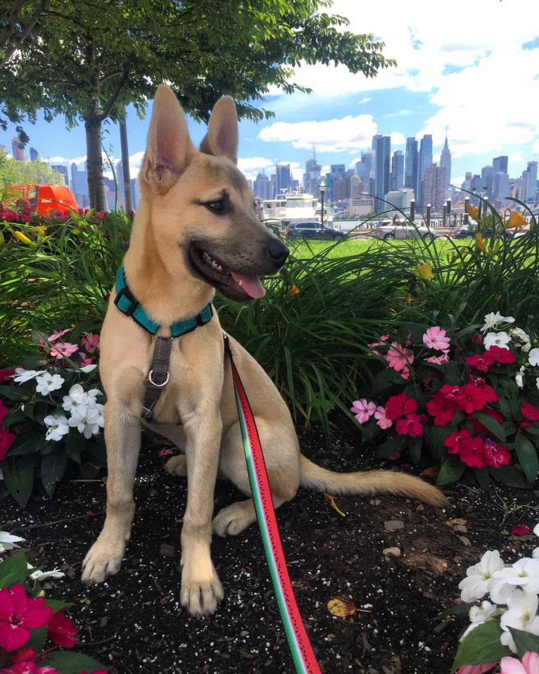 Leo, a Chow Chow and American Pit Bull Terrier mix tested with EmbarkVet.com