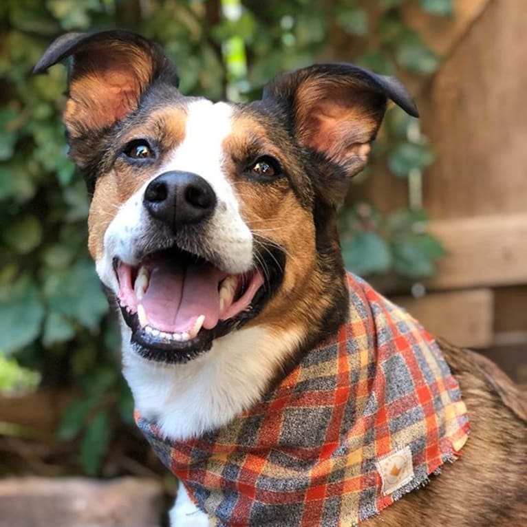 Sidney, an American Pit Bull Terrier and German Shepherd Dog mix tested with EmbarkVet.com