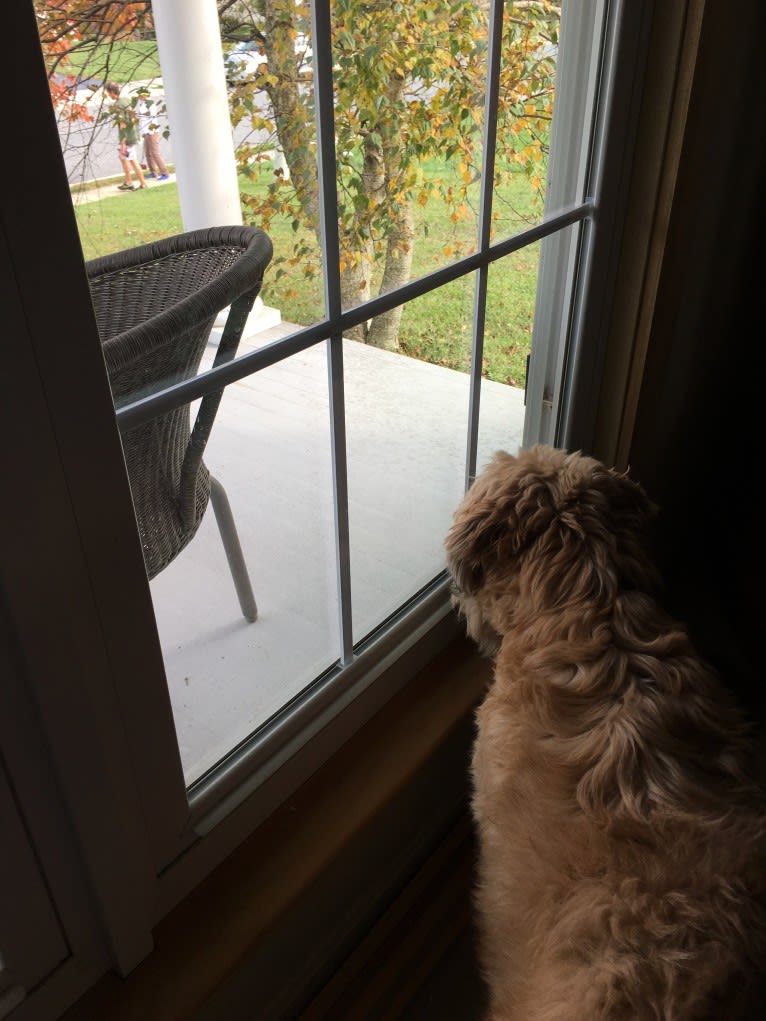 Desmond, a Soft Coated Wheaten Terrier tested with EmbarkVet.com