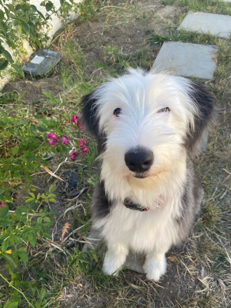 Penny, an Australian Shepherd and Old English Sheepdog mix tested with EmbarkVet.com
