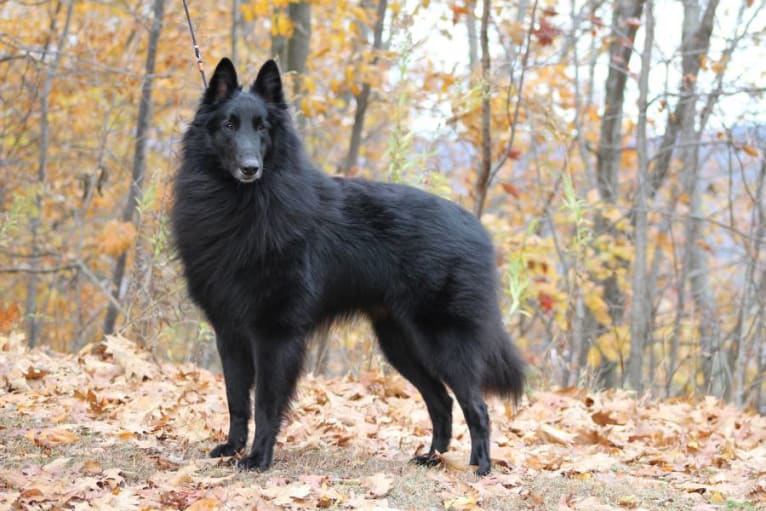 Jensen, a Belgian Shepherd tested with EmbarkVet.com