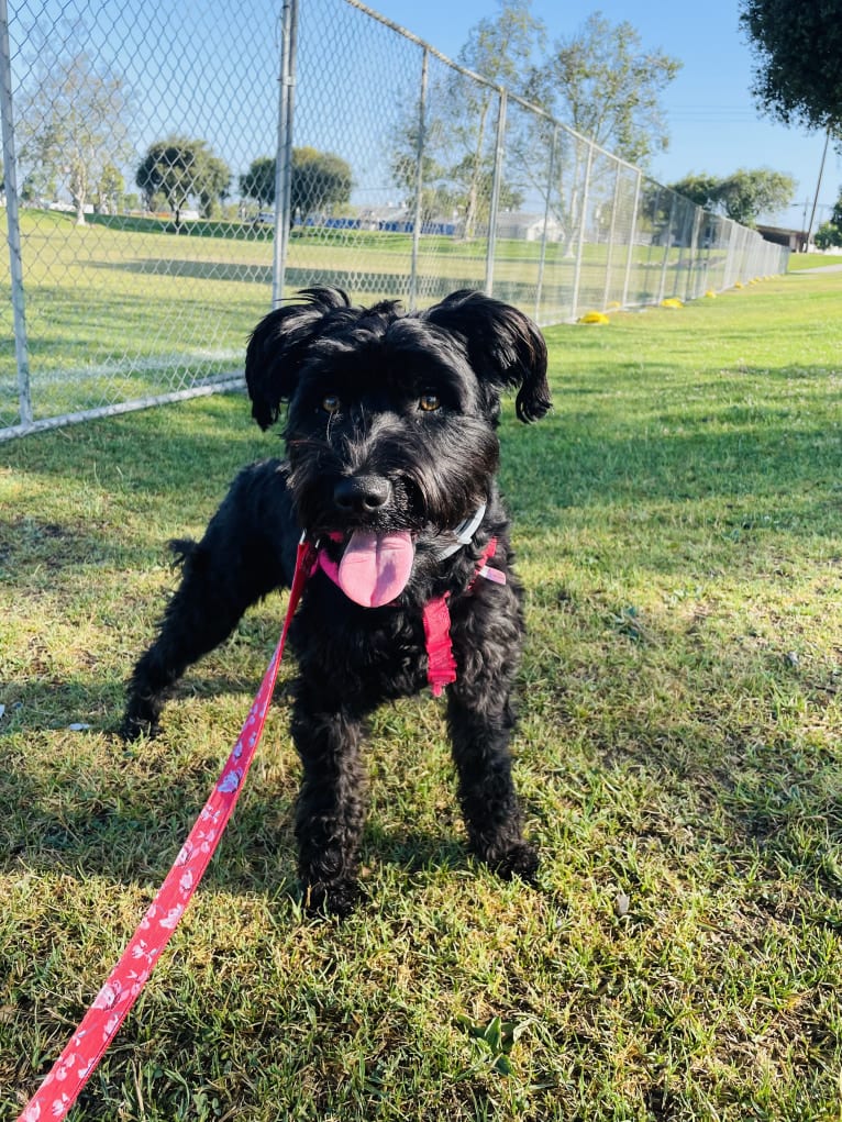 Taleeta, a Miniature Schnauzer and Weimaraner mix tested with EmbarkVet.com