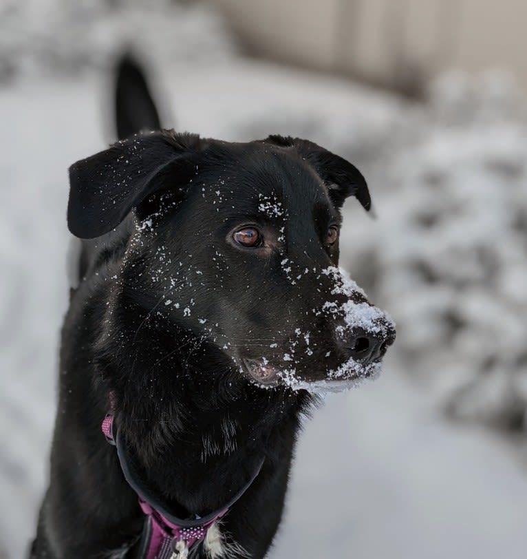 Kodiak, a German Shepherd Dog and Great Pyrenees mix tested with EmbarkVet.com