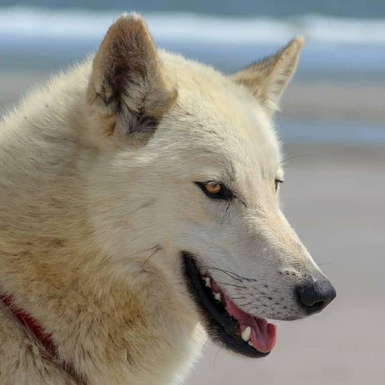 Momo a dog tested with EmbarkVet.com