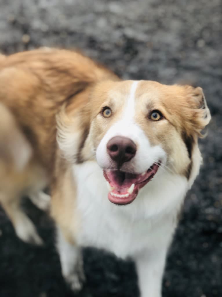 Dakota, an Australian Shepherd and American Pit Bull Terrier mix tested with EmbarkVet.com