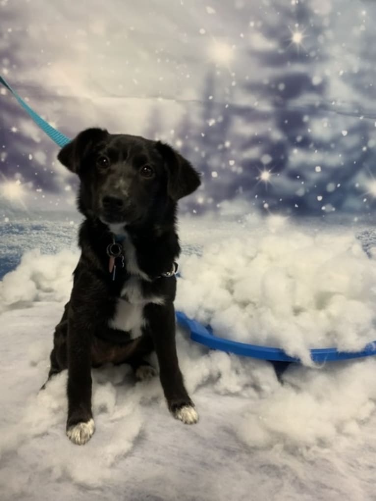 Lily, a Labrador Retriever and Beagle mix tested with EmbarkVet.com