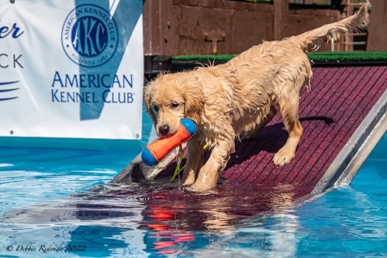 Selene, a Golden Retriever tested with EmbarkVet.com