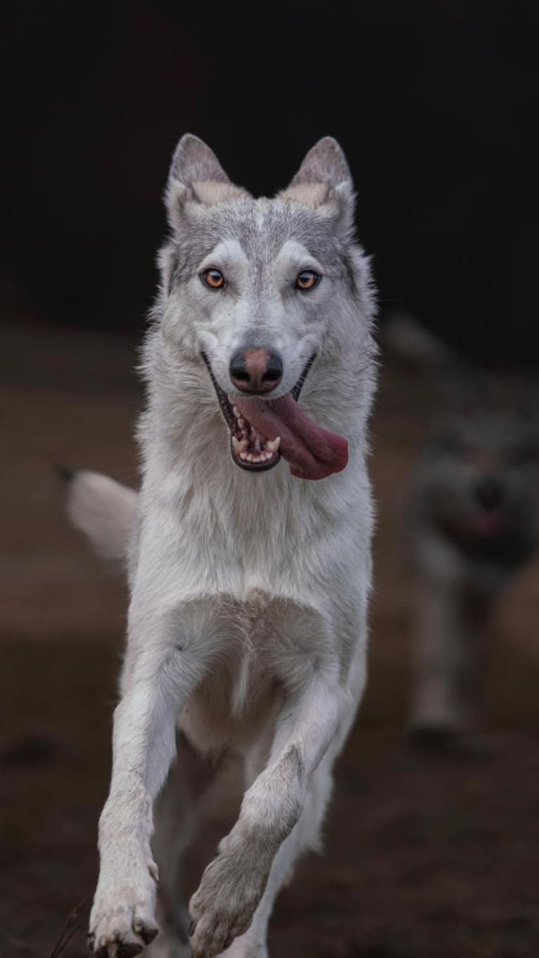 Sitara a dog tested with EmbarkVet.com