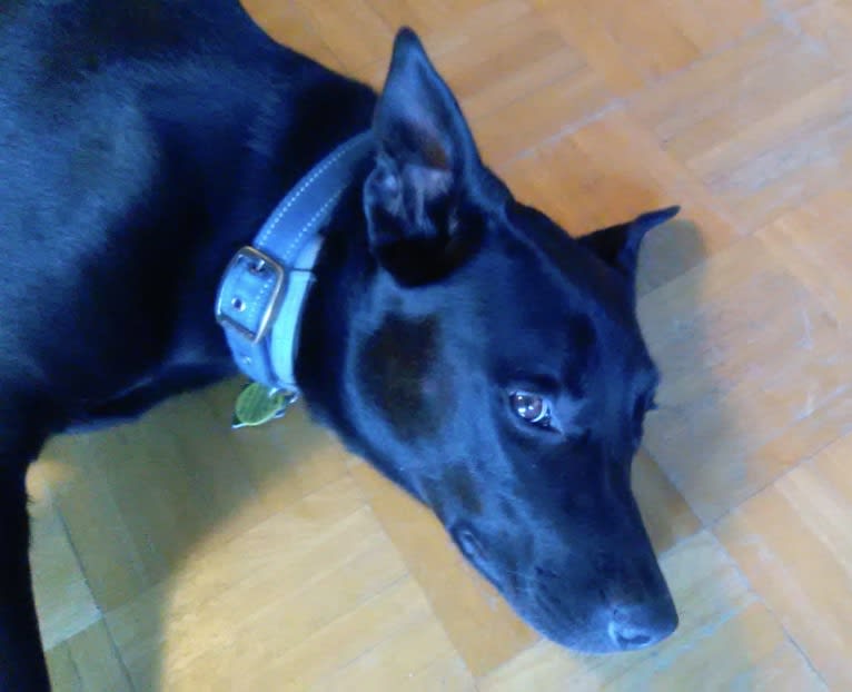 Hans, a German Shepherd Dog and Mastiff mix tested with EmbarkVet.com