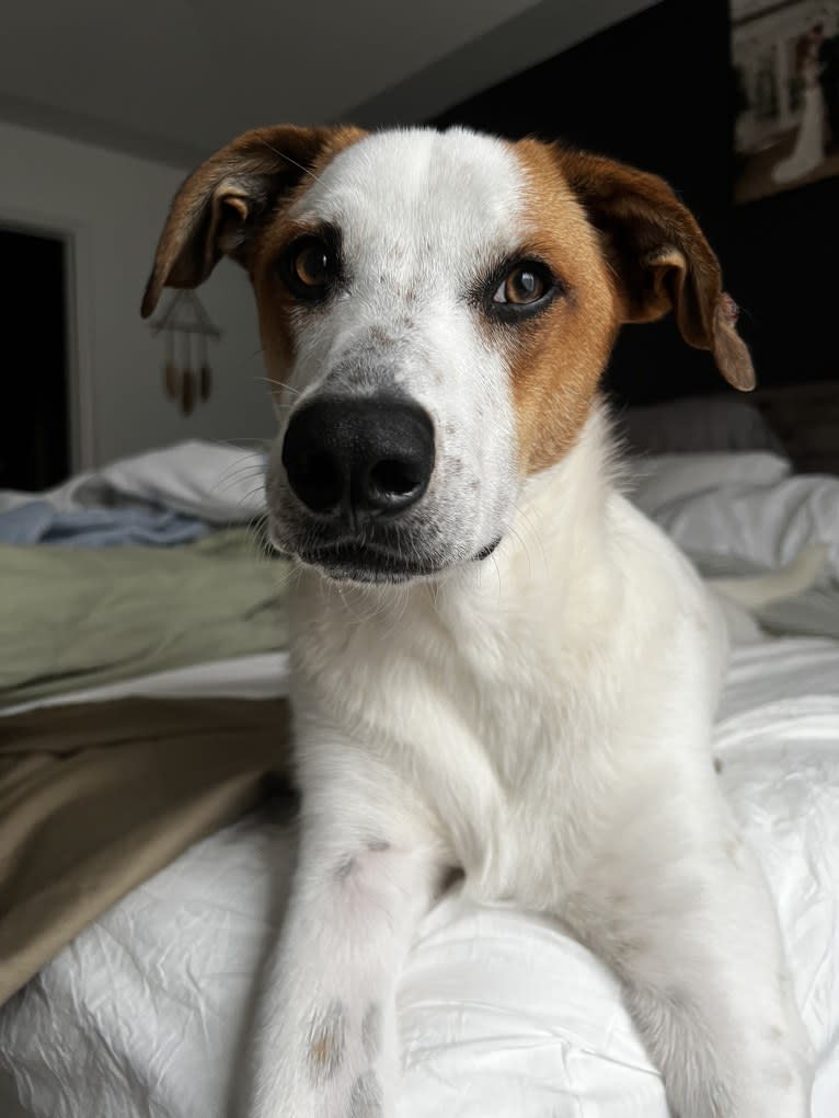 Wilson Wayhart, a Boxer and German Shepherd Dog mix tested with EmbarkVet.com