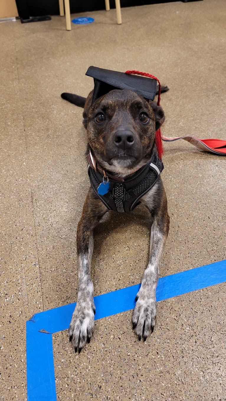 Butler, an Australian Cattle Dog and American Pit Bull Terrier mix tested with EmbarkVet.com