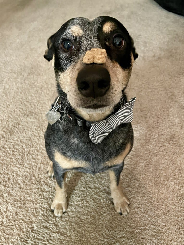 Geo, an Australian Cattle Dog and Rat Terrier mix tested with EmbarkVet.com