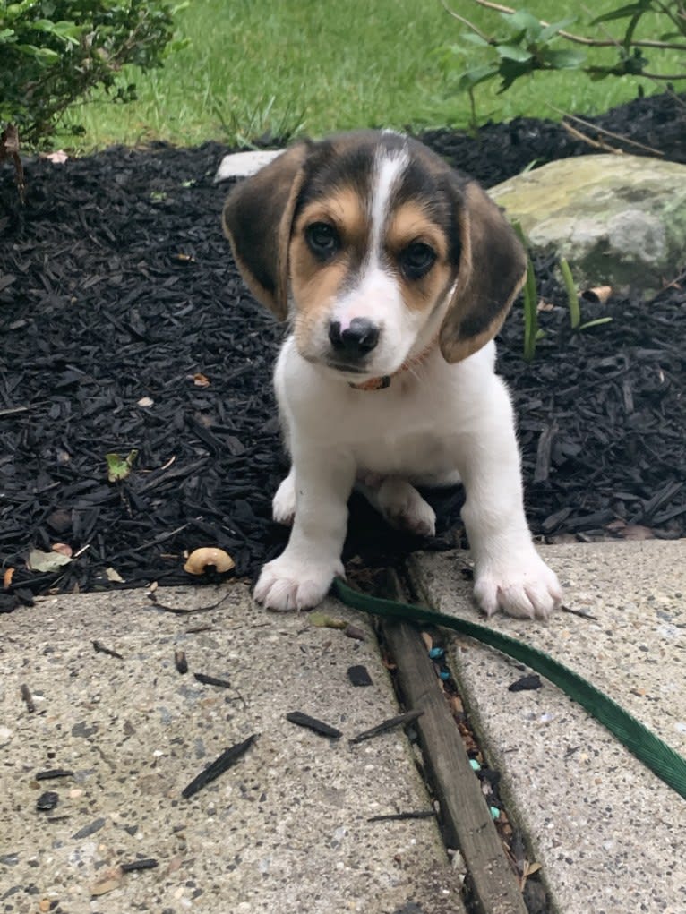 Oliver, a Basset Hound and German Shepherd Dog mix tested with EmbarkVet.com