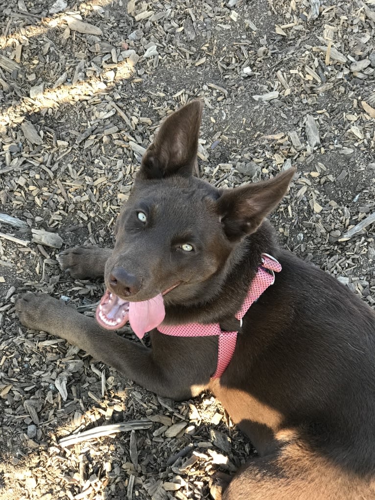 Hennessy, a Siberian Husky and Weimaraner mix tested with EmbarkVet.com