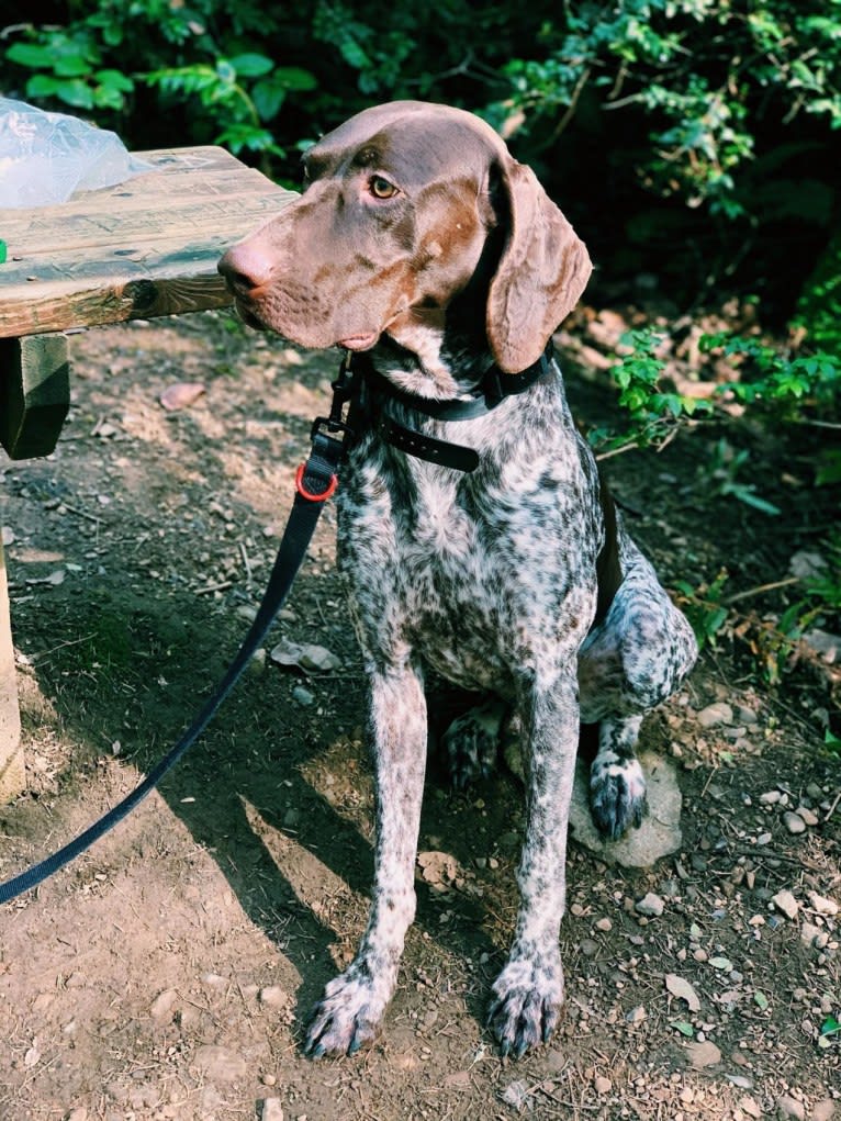 Arnold, a German Shorthaired Pointer tested with EmbarkVet.com