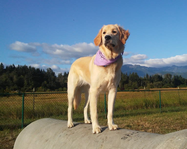 Tillie, a Newfoundland and Golden Retriever mix tested with EmbarkVet.com