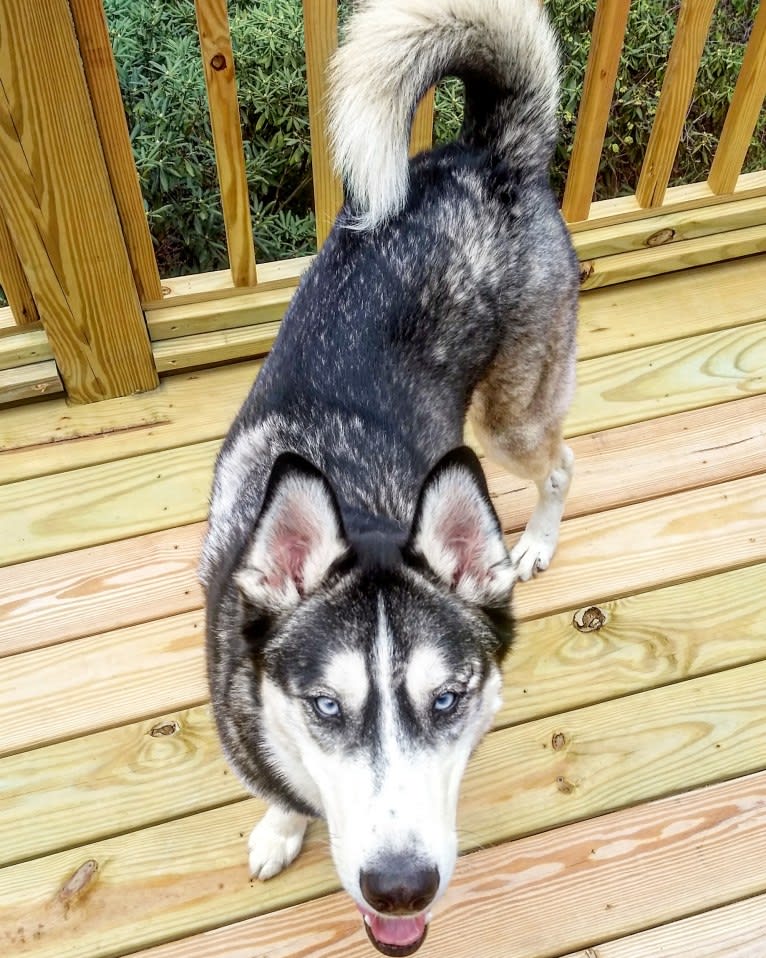 Teko, a Siberian Husky tested with EmbarkVet.com