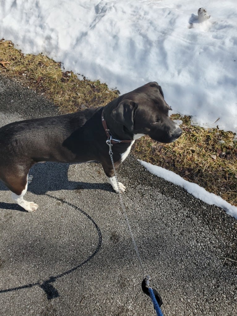 Volibear, an American Pit Bull Terrier and Labrador Retriever mix tested with EmbarkVet.com