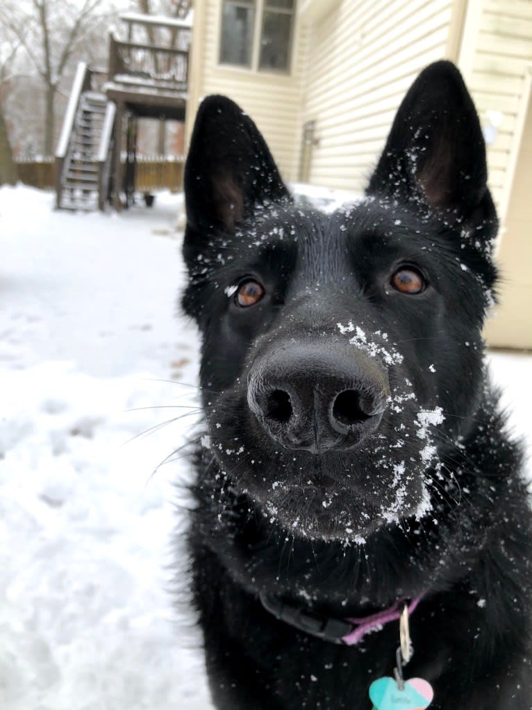 Ramona, a German Shepherd Dog tested with EmbarkVet.com