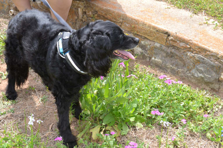 Trinity, an American Water Spaniel and Brittany mix tested with EmbarkVet.com