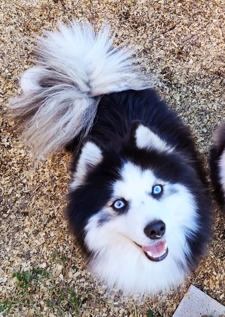 Atlas, a Pomsky tested with EmbarkVet.com