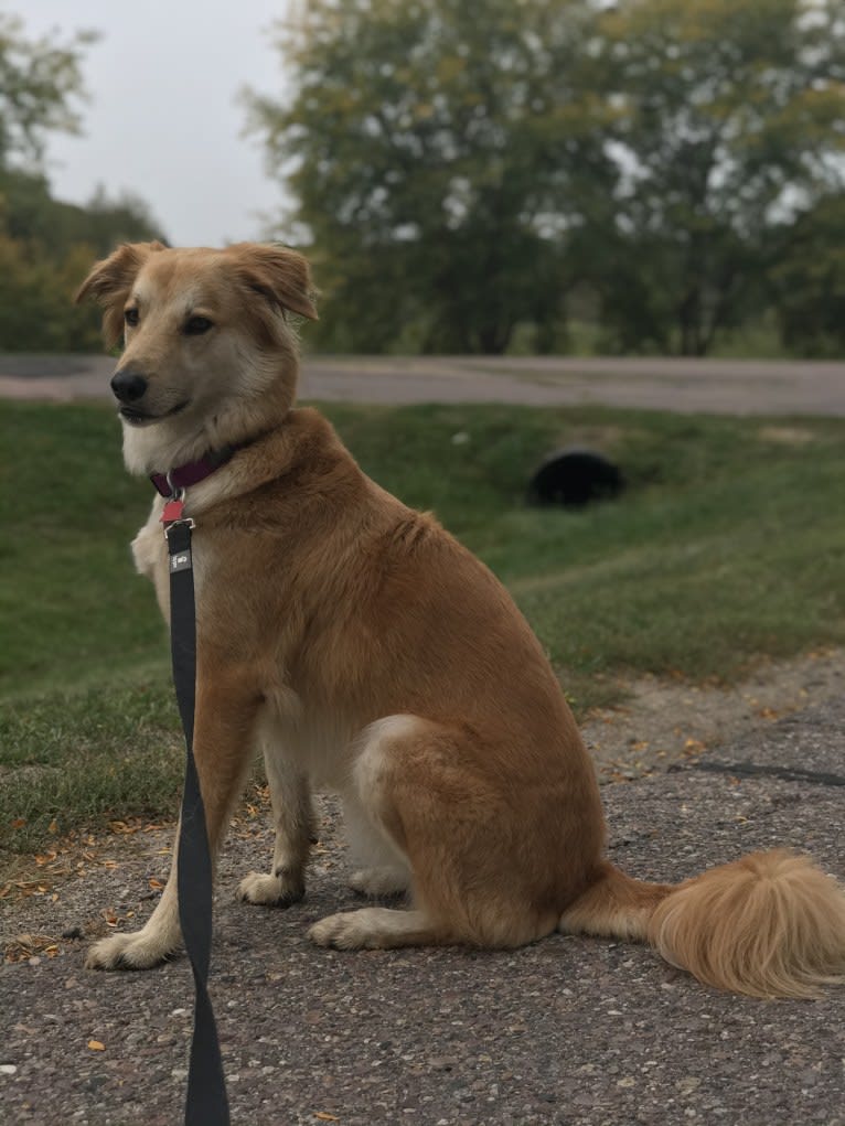 Kona, a West Asian Village Dog tested with EmbarkVet.com