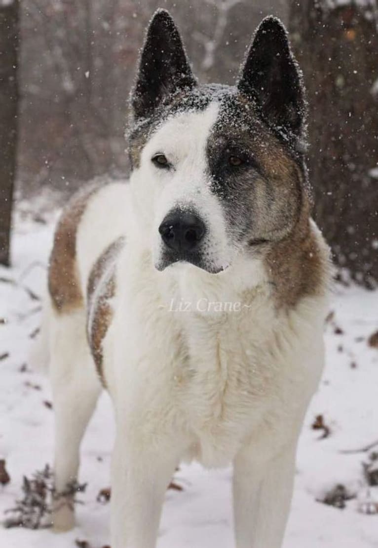 Davinci, an Akita tested with EmbarkVet.com