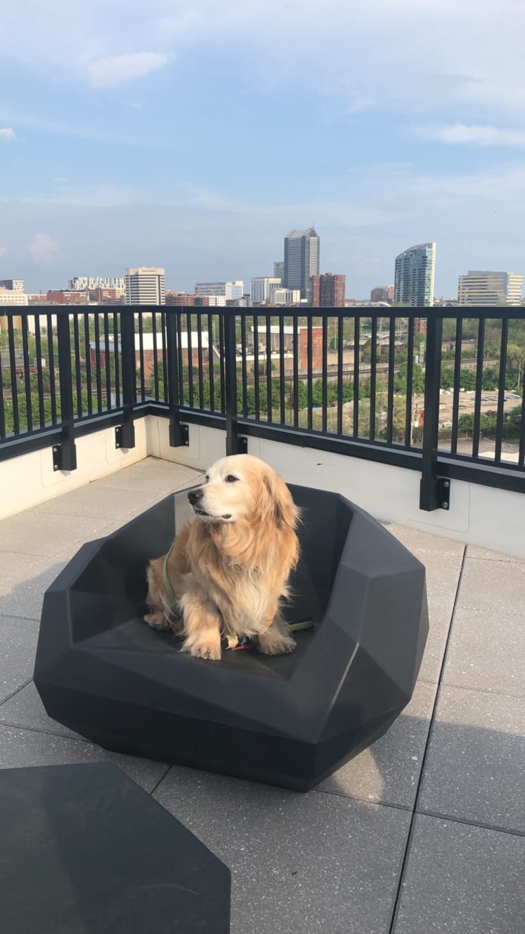 Jericho, a Golden Retriever and Shih Tzu mix tested with EmbarkVet.com