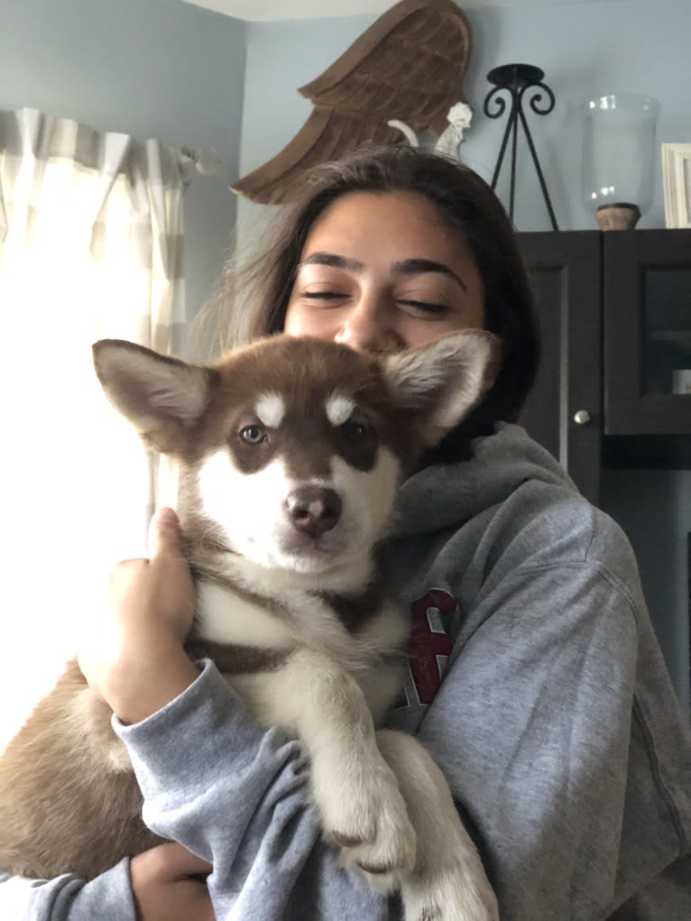 Suki, an Alaskan Malamute tested with EmbarkVet.com