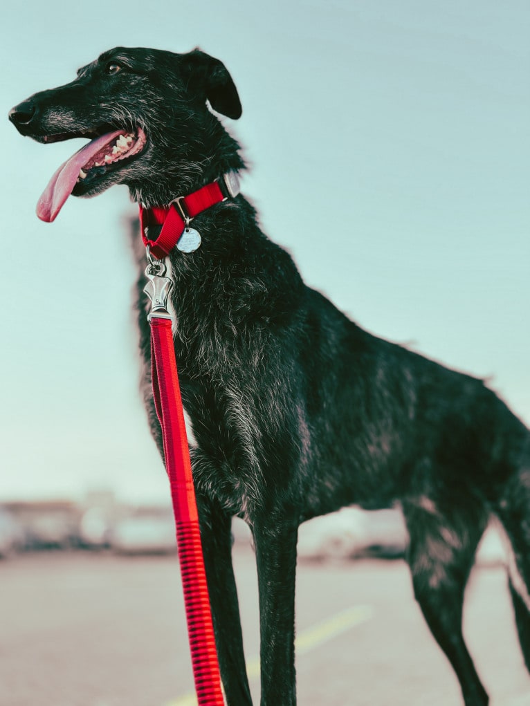 Jamie, a Belgian Malinois and Greyhound mix tested with EmbarkVet.com