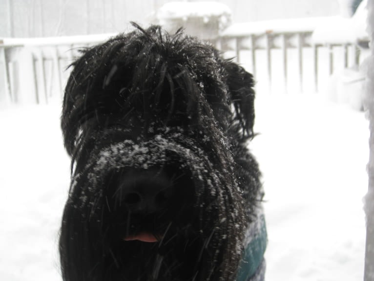 Seamus, a Standard Schnauzer tested with EmbarkVet.com