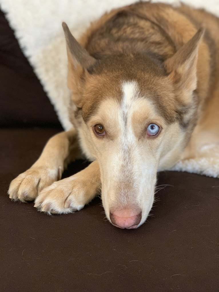 Bella, a Siberian Husky and German Shepherd Dog mix tested with EmbarkVet.com