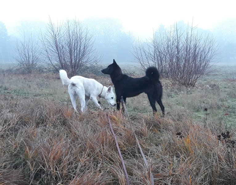 Suri, a Canaan Dog tested with EmbarkVet.com