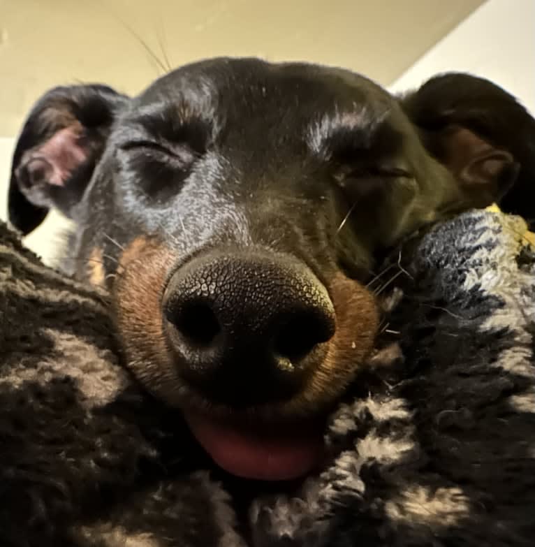 Elfie, a Shetland Sheepdog and Manchester Terrier (Toy) mix tested with EmbarkVet.com