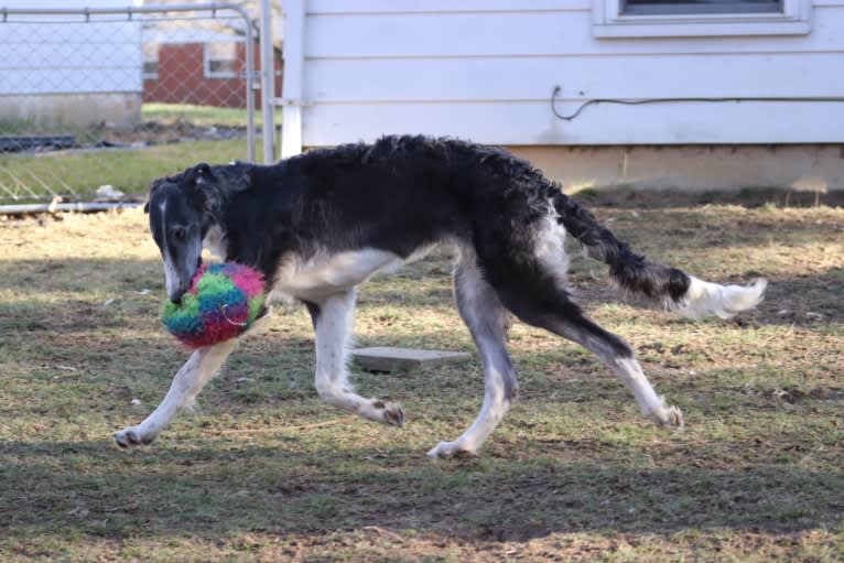 Zeal, a Borzoi tested with EmbarkVet.com