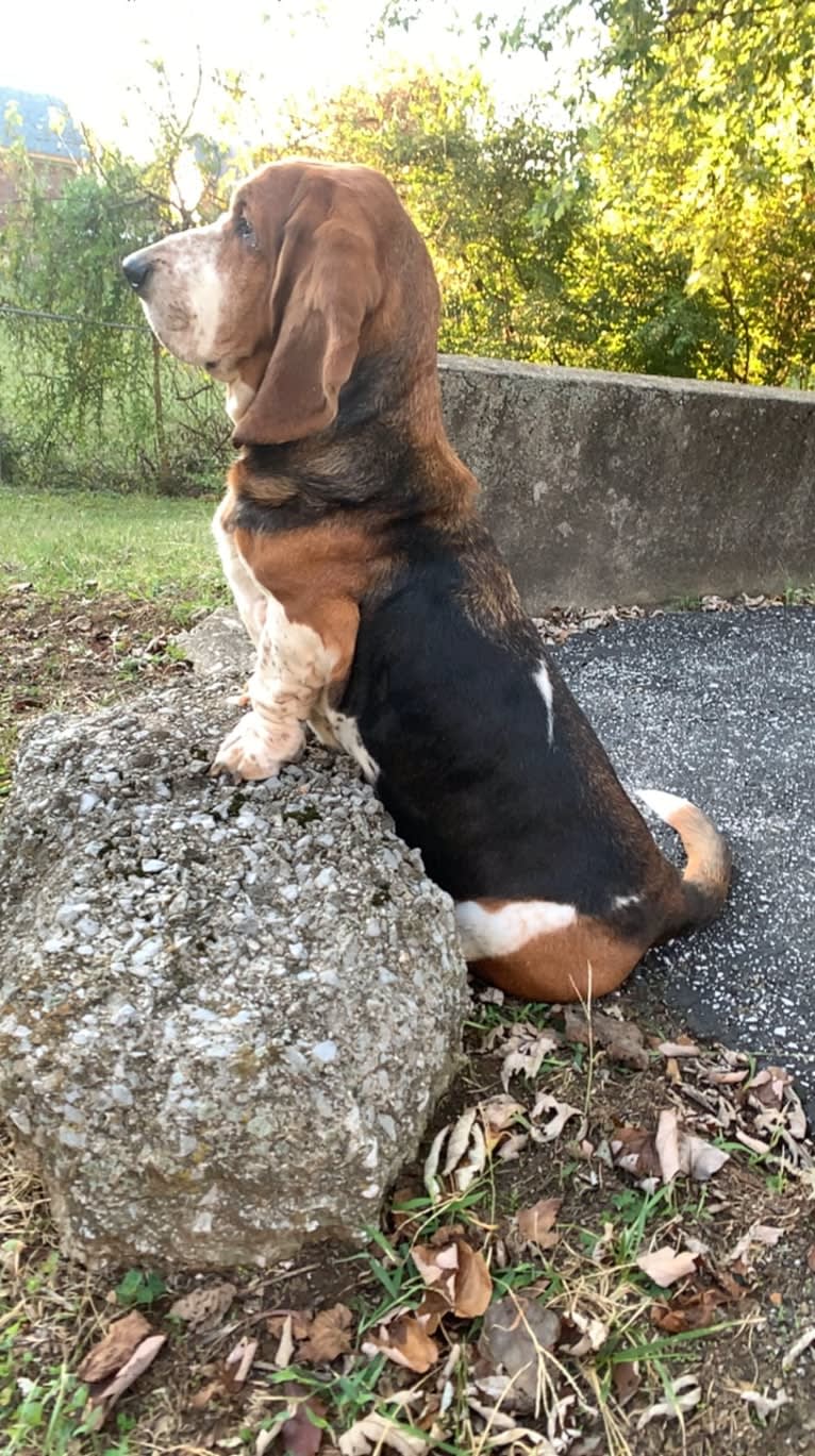 Butler, a Basset Hound tested with EmbarkVet.com