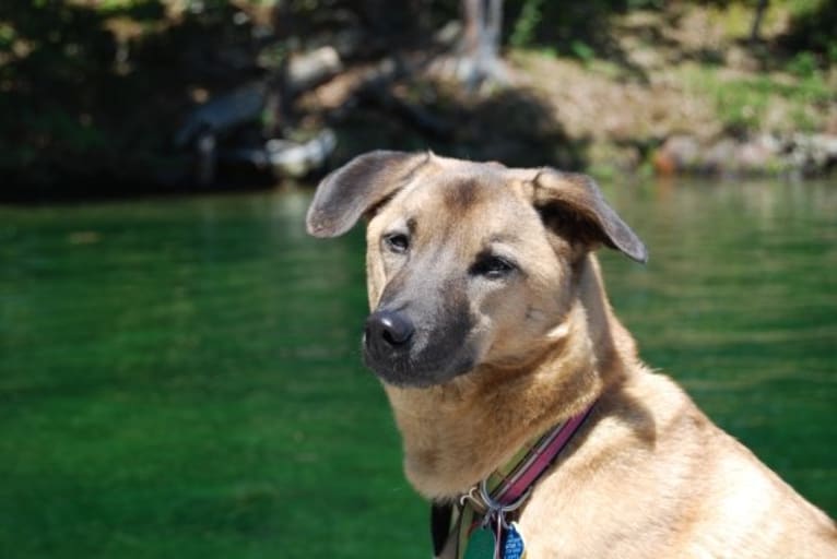 Mavis, a Southeast Asian Village Dog tested with EmbarkVet.com