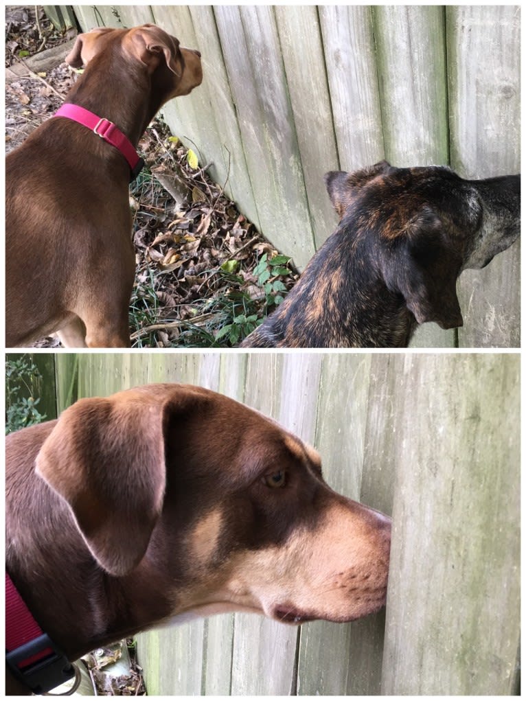 Beach's Dorie Jade, a Catahoula Leopard Dog tested with EmbarkVet.com