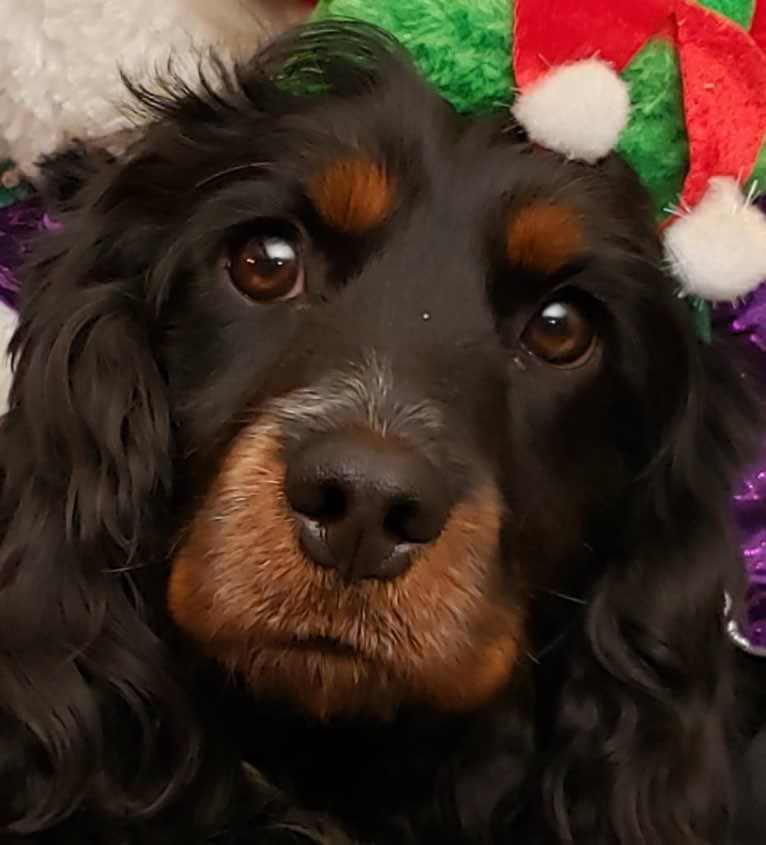 LATTE, a Cockapoo tested with EmbarkVet.com